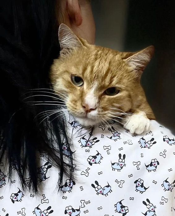 Котик - Санни