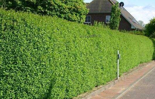 Лигуструм - Жив плет