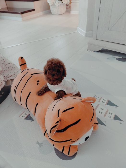 Той и Мини пудел