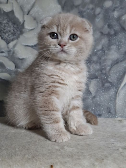Шотландские скоттиш фолд.