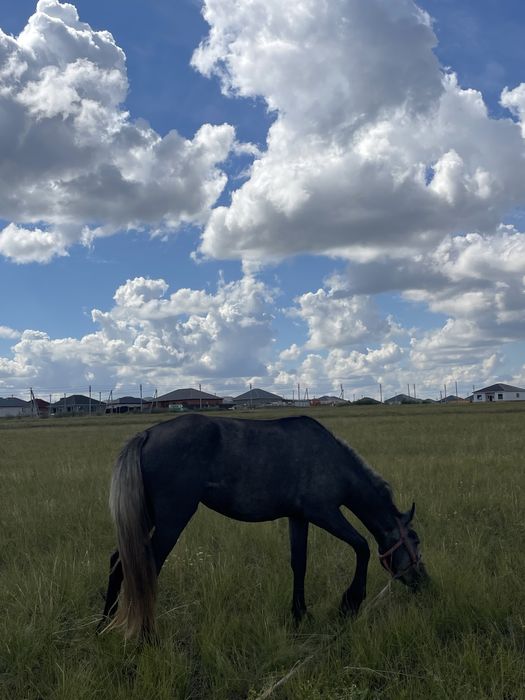 Жылқы дөнен сатылады 1 туған