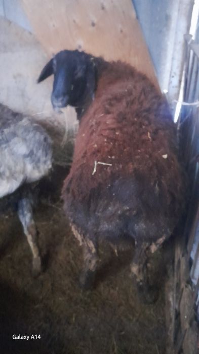 Продам Кочкаров Породистые