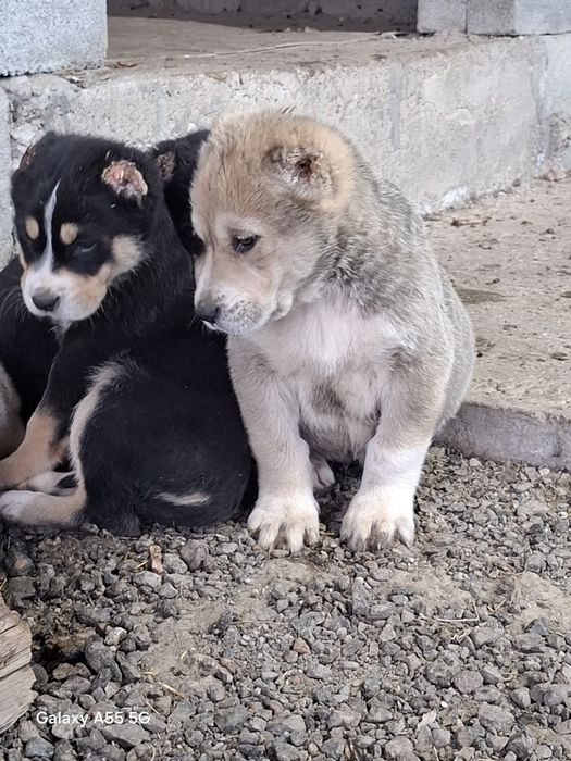 Алабай күшік сатылады