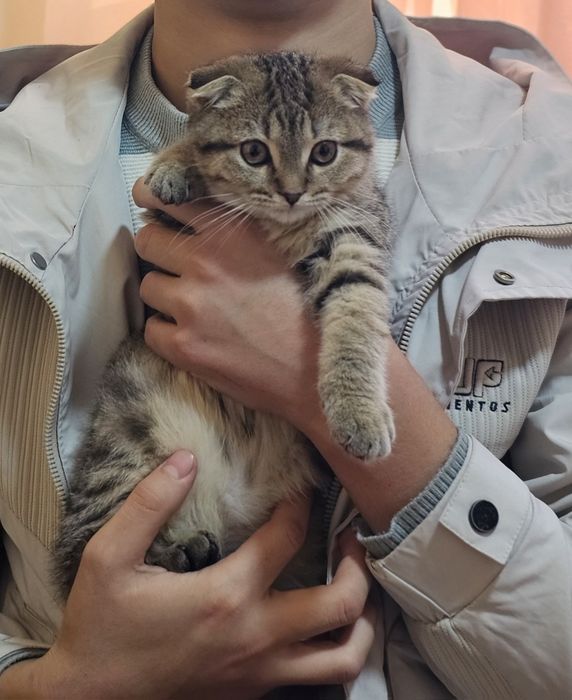 Scotsh fold narxini ozroq kelishsmiz