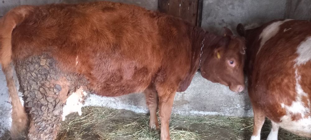 Vaca Limousine metis la prima fatare