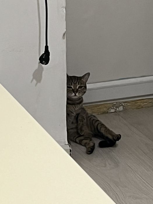 Отдам кошку в добрые руки