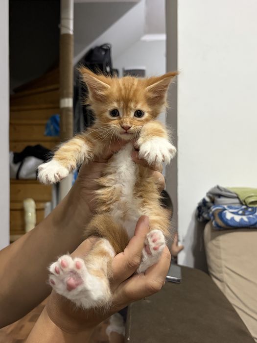 Котята Мейн-Кун 1,5 месяцев