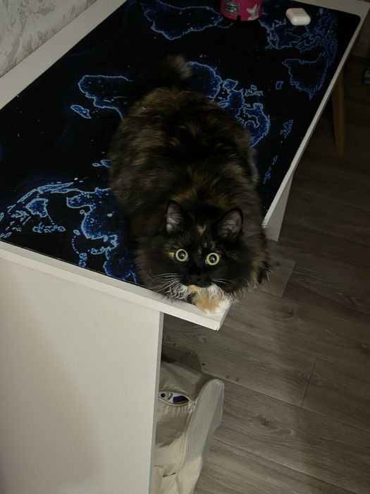 Отдам даром кошку девочка