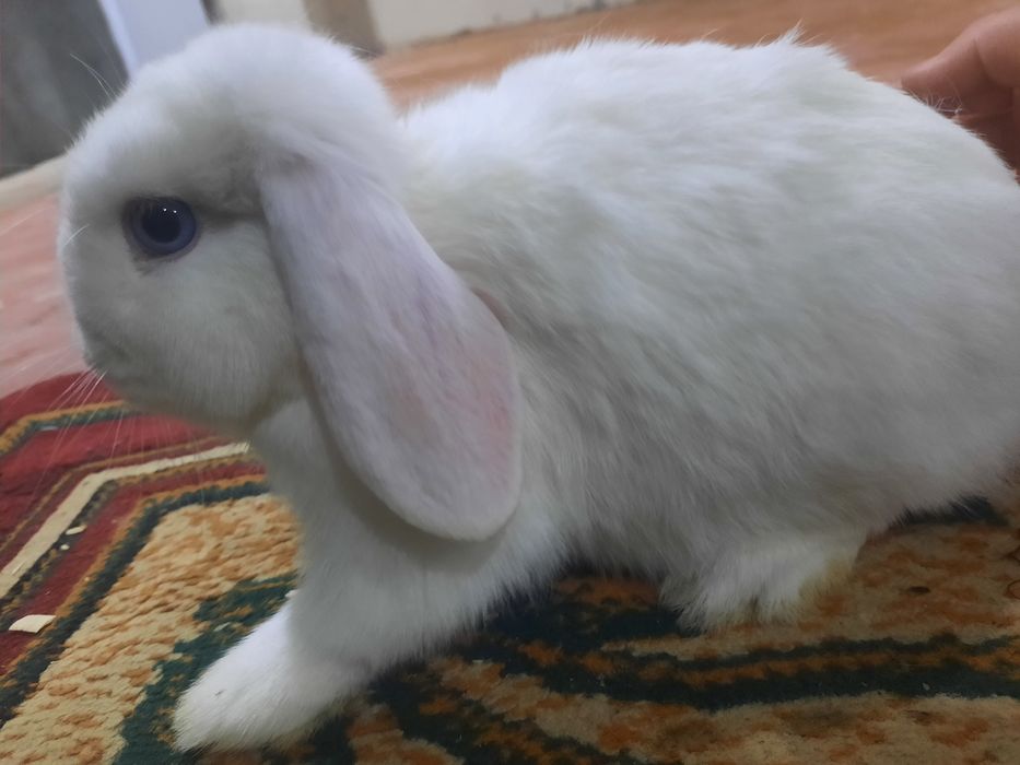 Karlik almaz gazla sotiladi tayyor para