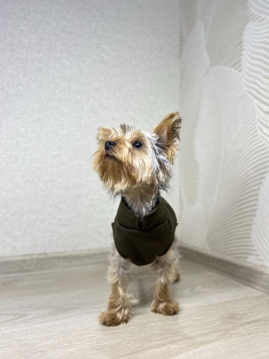 Одежда для собак