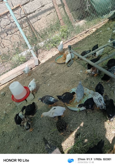 Цыплята домашние