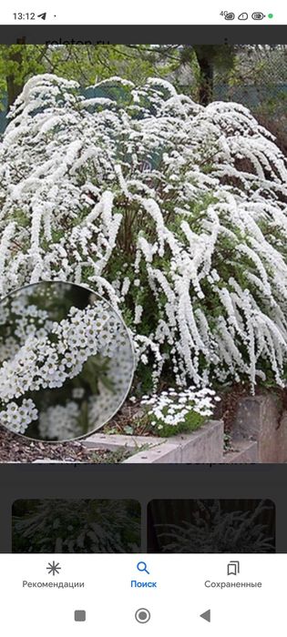 Сперея японская много летний кустарник