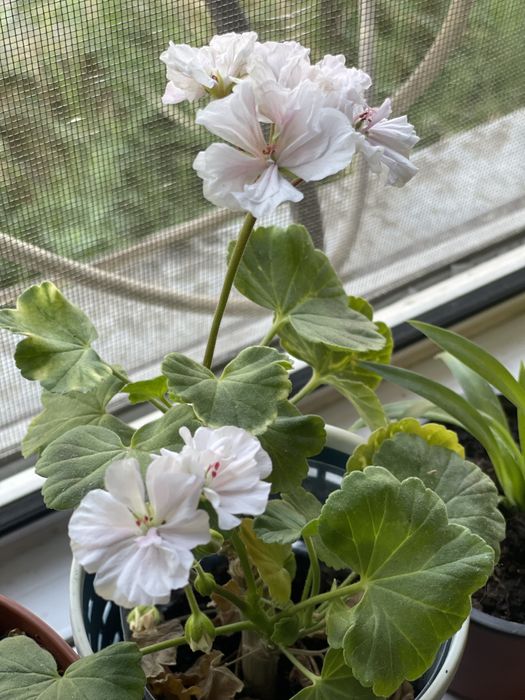 Продам комнатные цветы