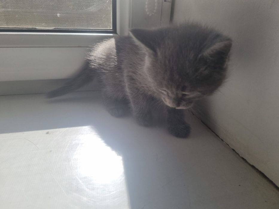 Умные котята в ХОРОШИЕ РУКИ