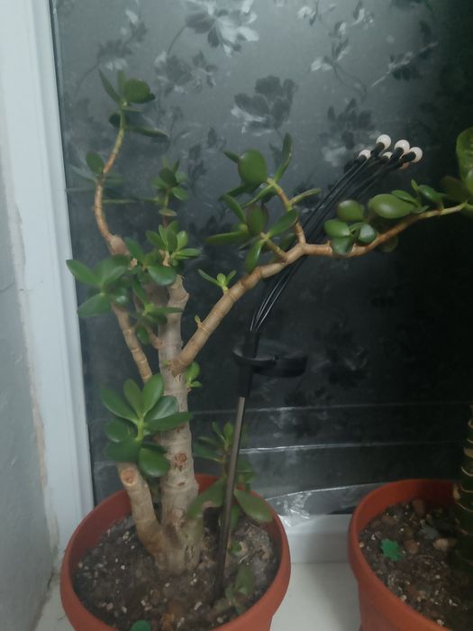 Продаю денежное дерево