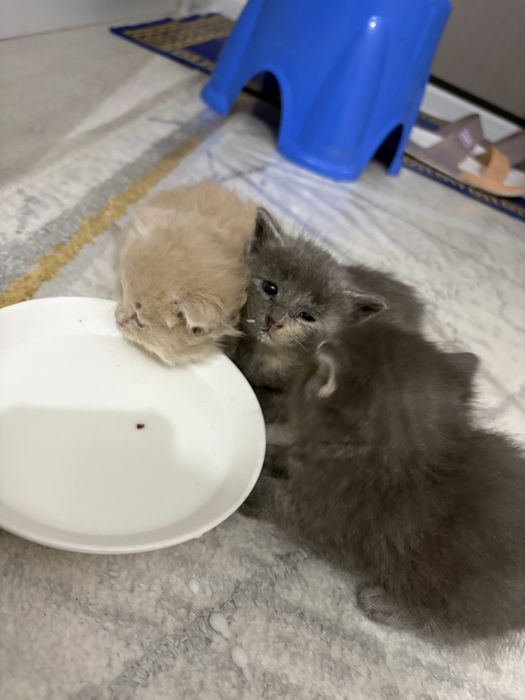 Котята Мысықтар