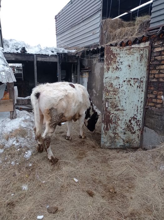 Продам быка полтора года