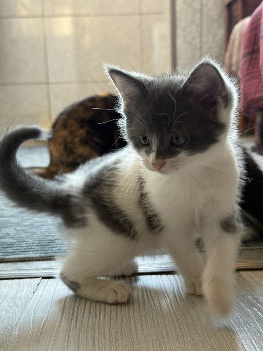 Продаются котята.