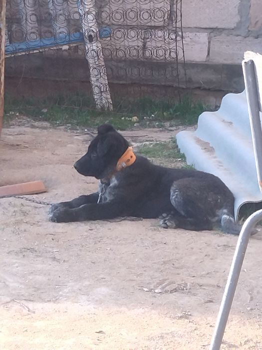 Күшік сатылады үш айлық