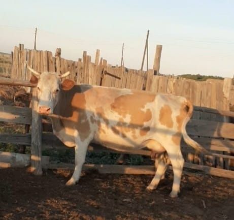 Продам доеную корову