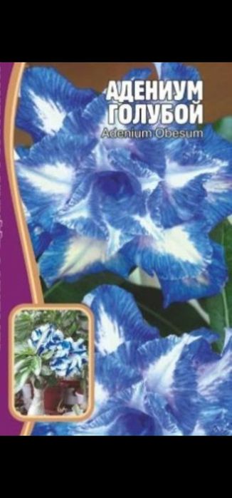 Адениумы, недорого.