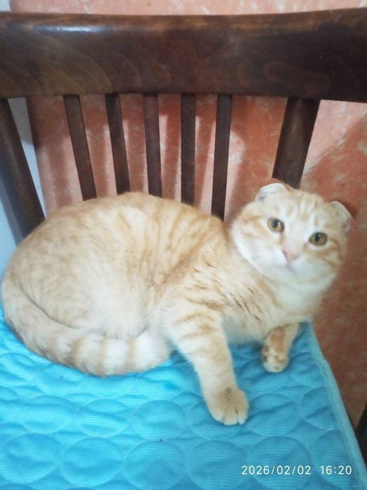 Взрослые котята в добрые руки. Смотрите фото