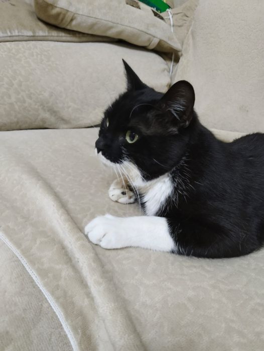 Отдам в добрые руки кота