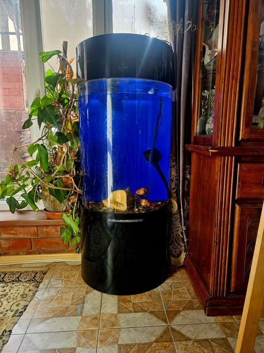 Продам большой аквариум с золотыми рыбками .Интерьерный для дома ,офис