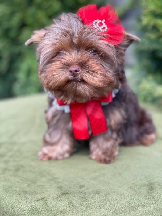 йоркшир териер с родословие