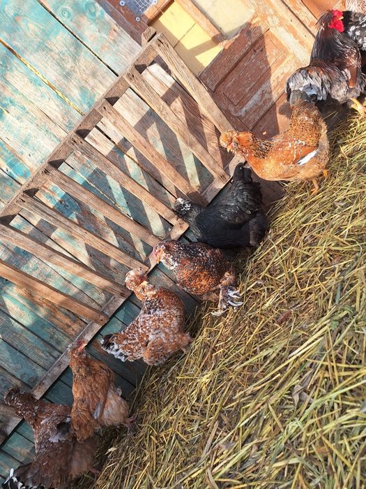 Disponibil ouă incubat găini moțate și colorate