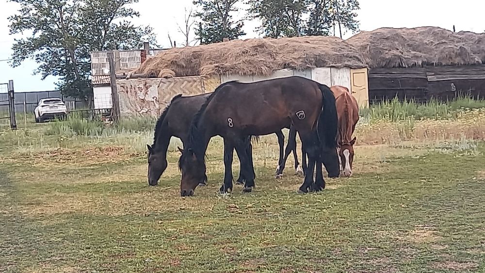 Продам лошадь обученный