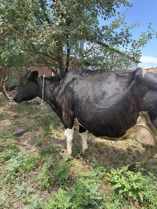Продам коровы срочно