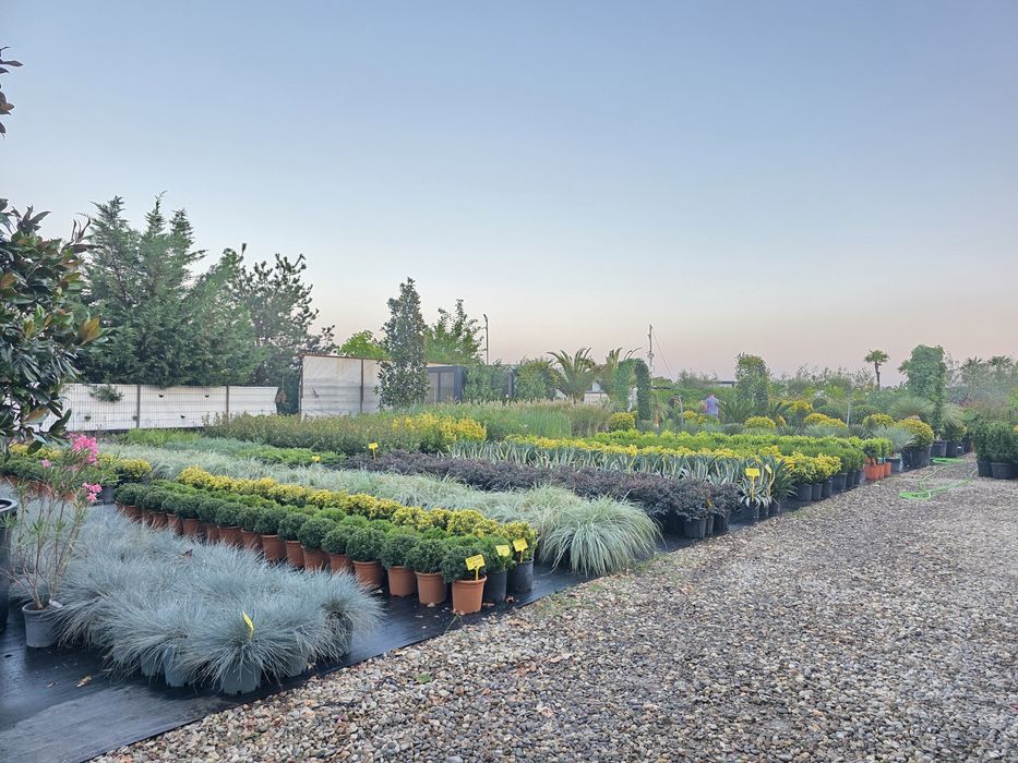Plante glob, tuia, buxus, rhododendron, azalee, yucca, tei, platan etc