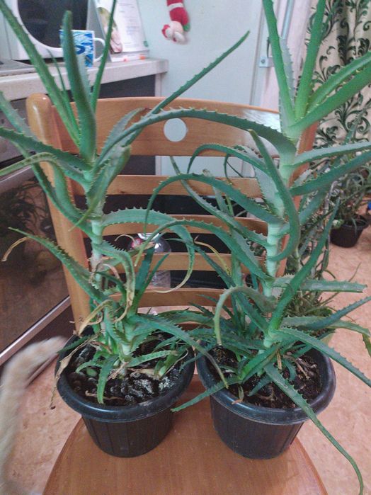 Продам алоэ древовидный