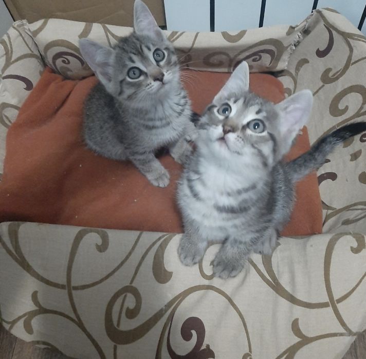 Отдам котят в хорошие руки.