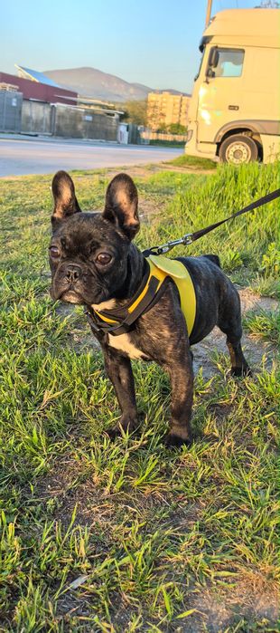 Френски Булдог на 4 месеца