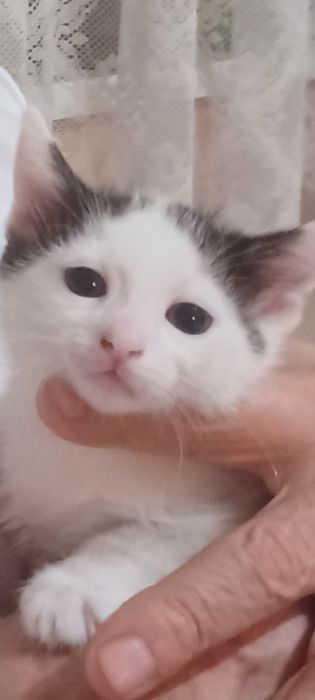 Котета търсят дом