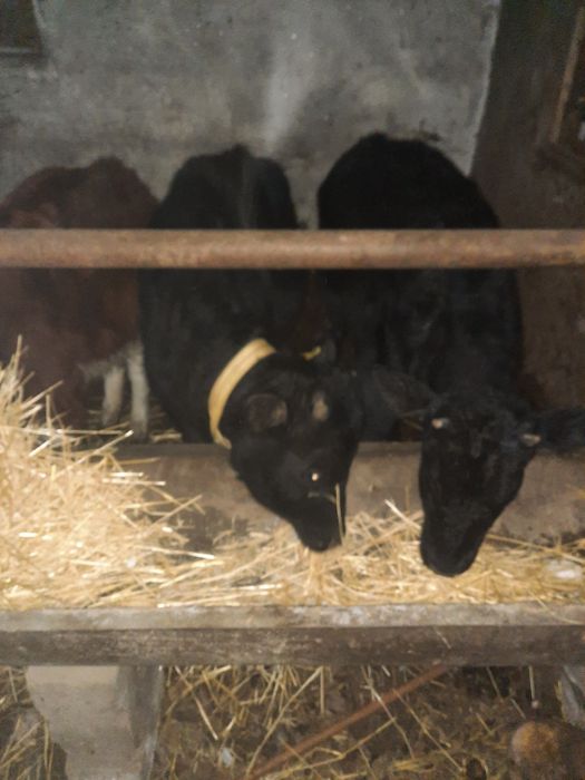 Ташкенттегі өзбек секс