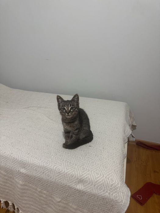 Котёнок мальчик в добрые руки