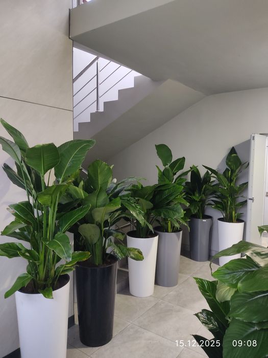 Уход за комнатными растениями