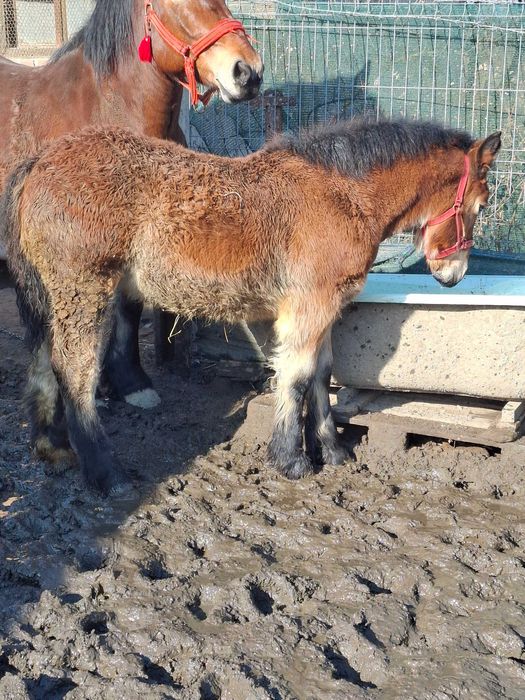 De vanzare manz si manza