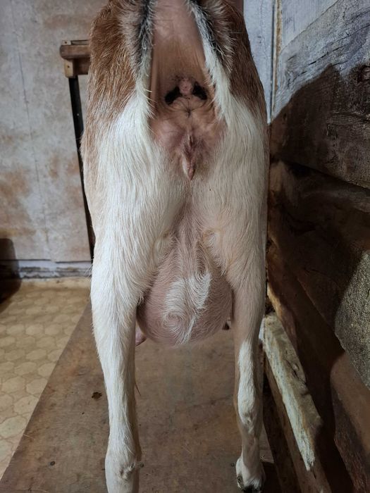 Продам козье хозяйство