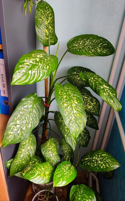 Декоративно растение Дифенбахия