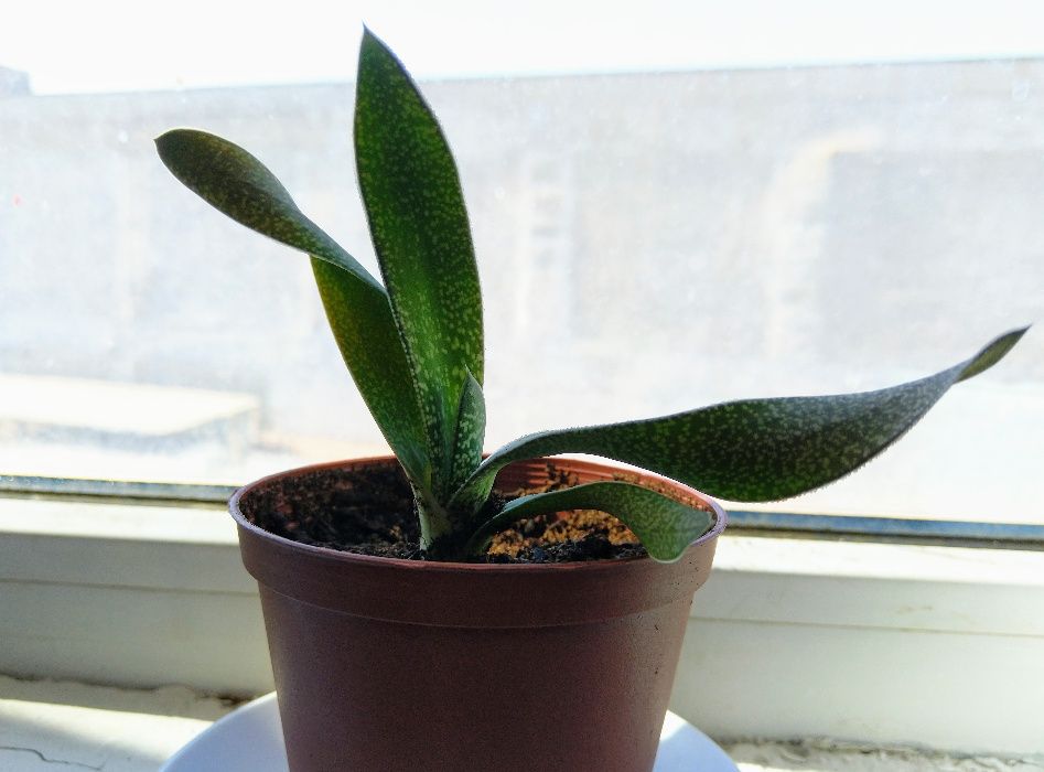 Gasteria carinata var. verrucosa - вкоренени издънки