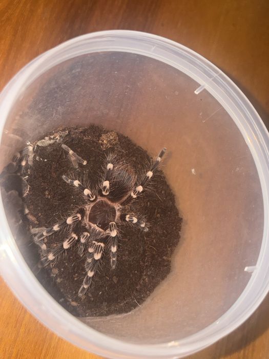 Паук птицеед. Acanthoscurria geniculata