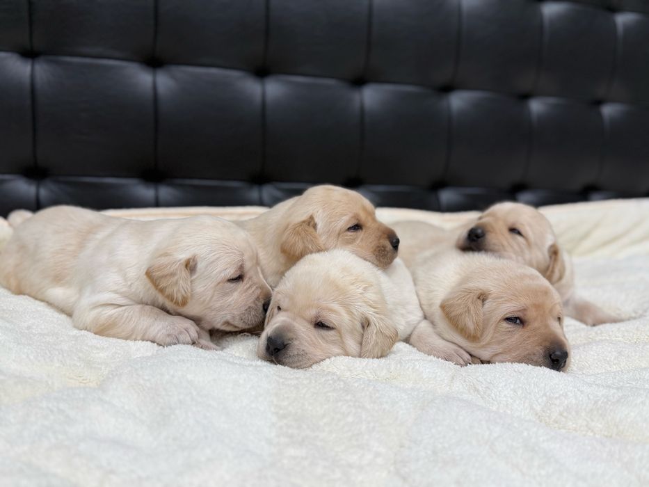 Чистокръвни Лабрадор Ретривар: