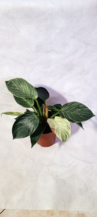 Филодендрон Биркин, Шангрила