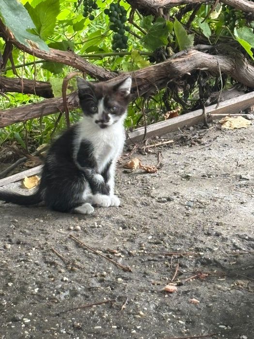Отдам котят бесплатно