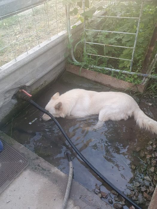 Отдам в заботливые руки