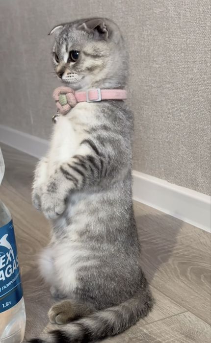 Вязка кошечка девушка